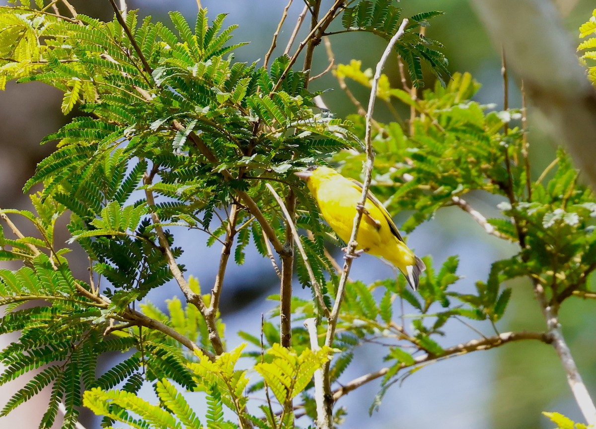 Yellow-faced Siskin - ML634531196