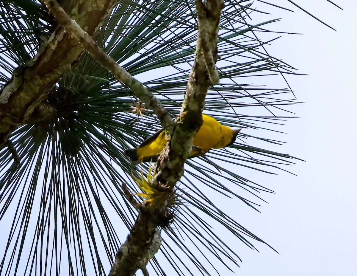 Yellow-faced Siskin - ML634531197