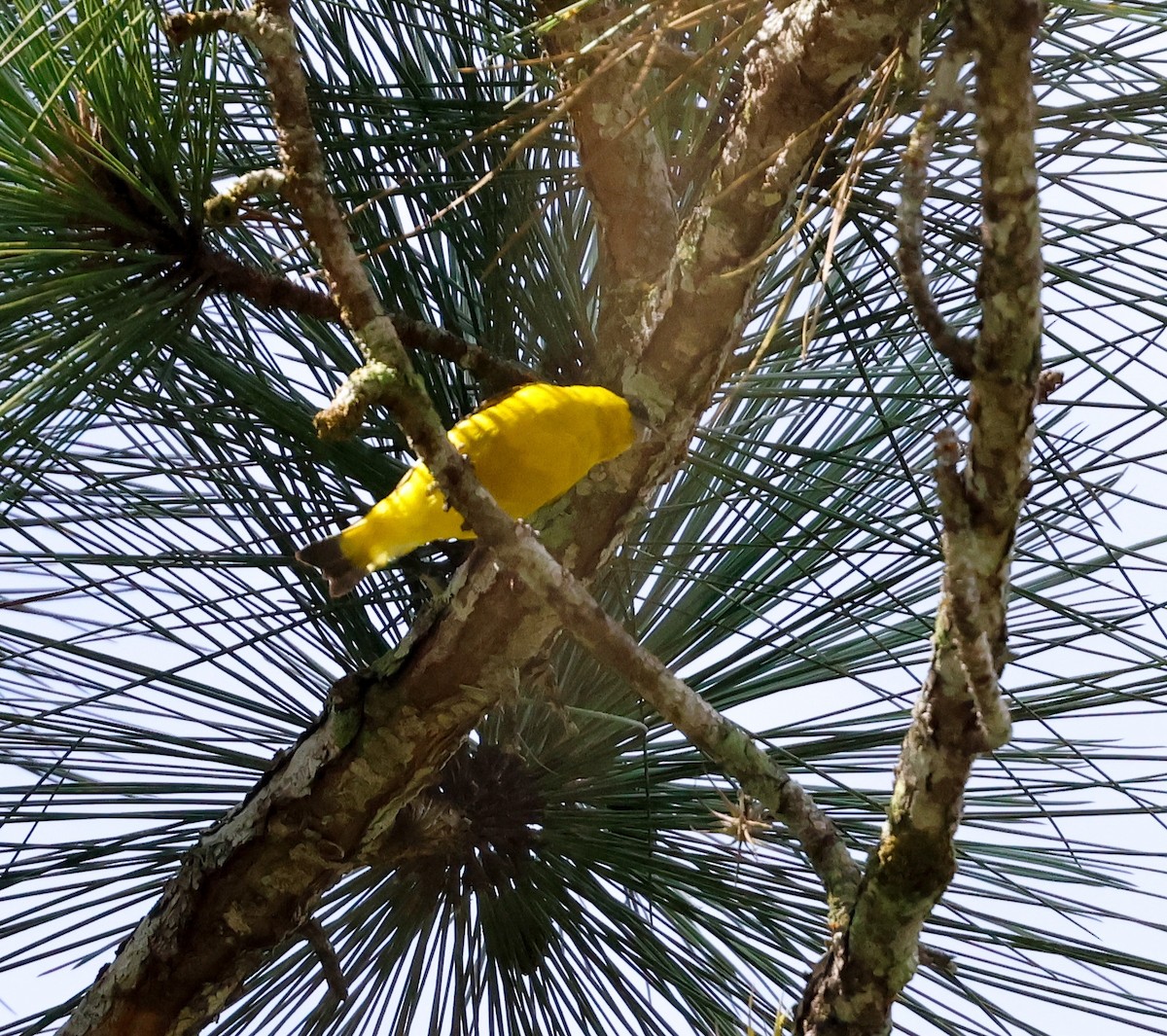 Yellow-faced Siskin - ML634531199
