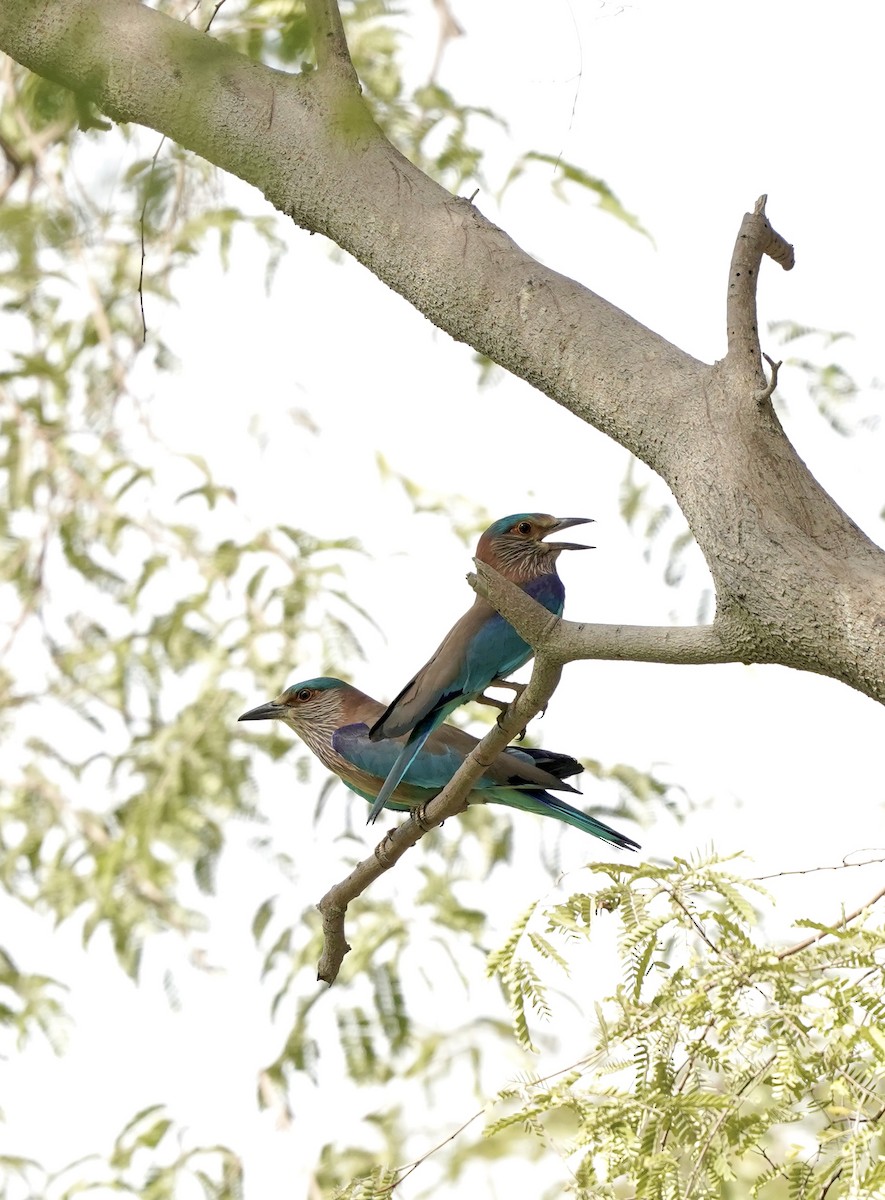 Indian Roller - ML634531394