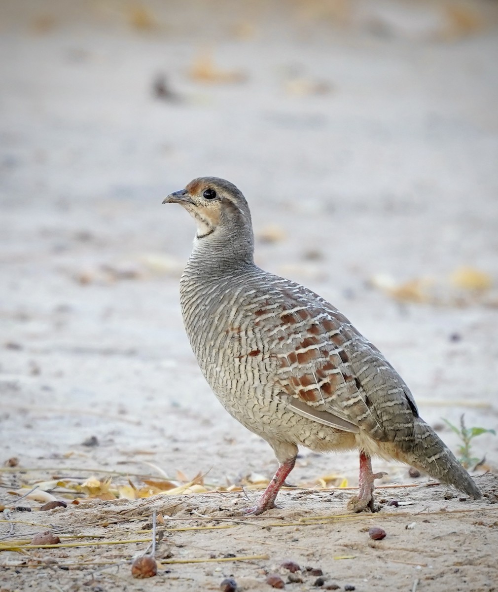 Gray Francolin - ML634531417