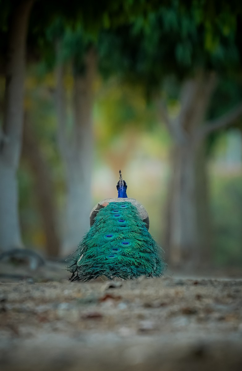 Indian Peafowl - ML634531428