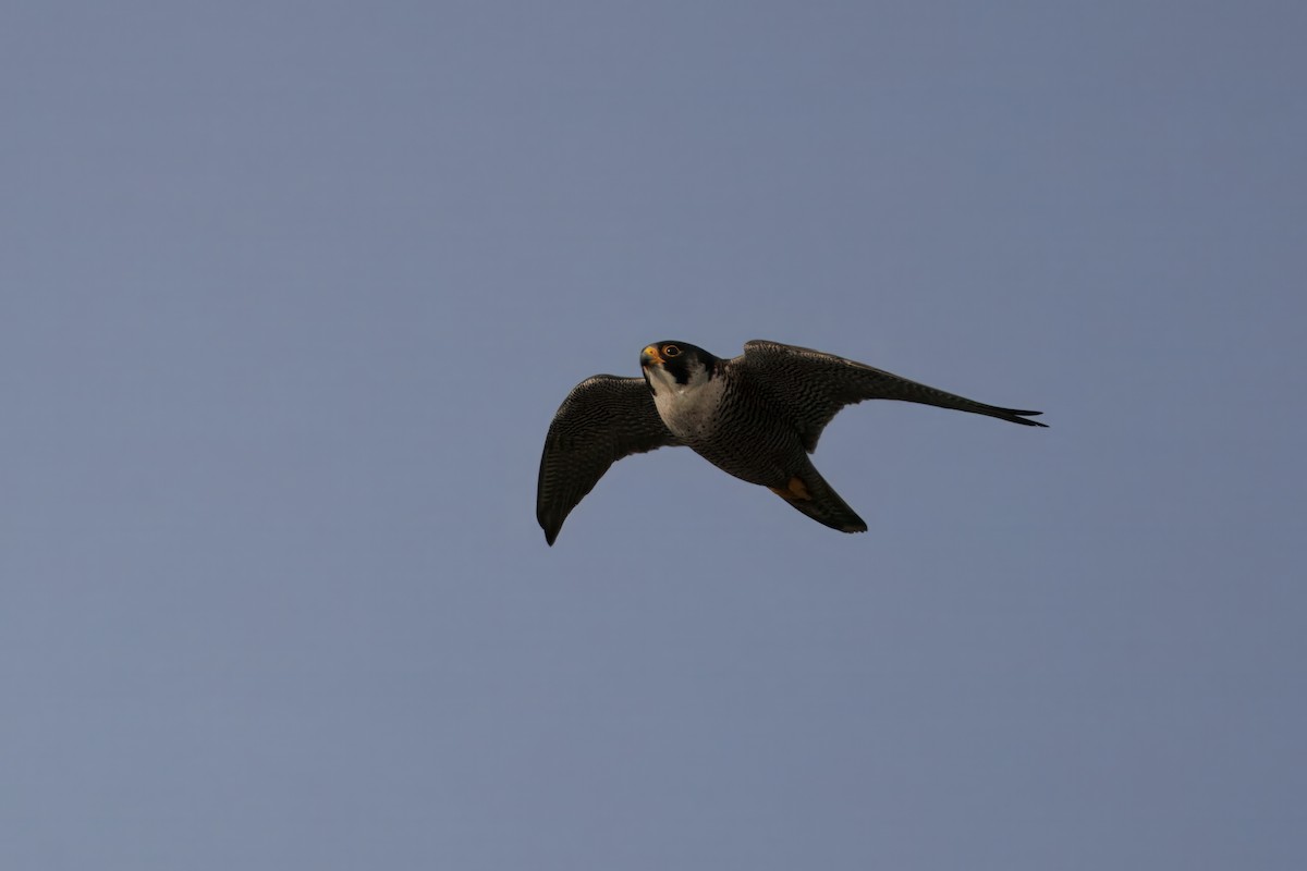Peregrine Falcon (Mediterranean) - ML634531516