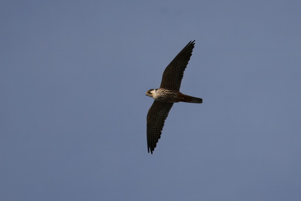 Eurasian Hobby - ML634531523