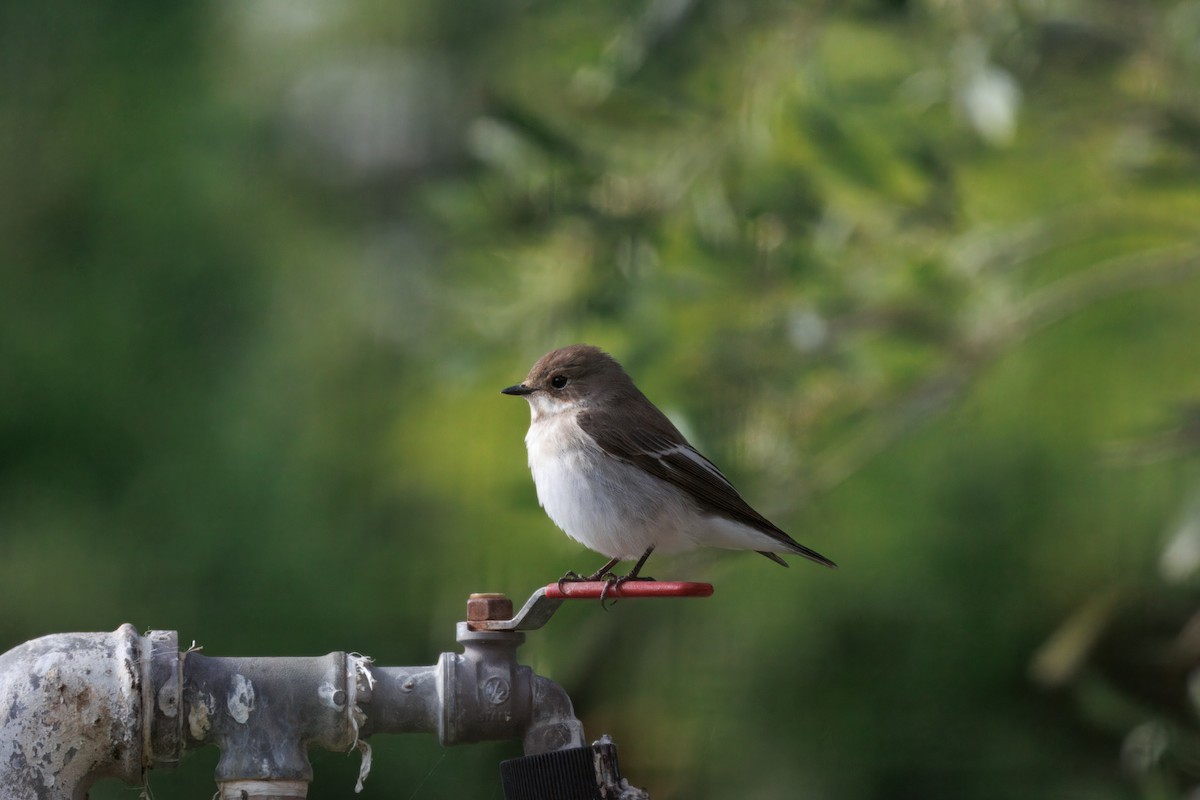 European Pied Flycatcher - ML634531544
