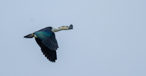 Knob-billed Duck - ML634531552