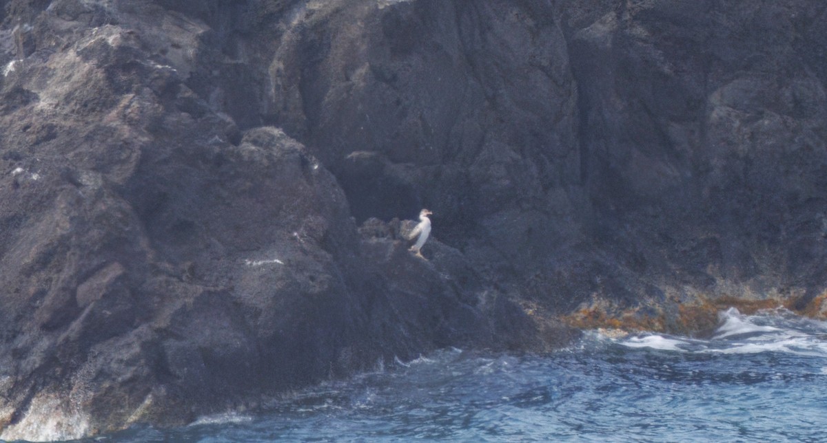 European Shag (Mediterranean) - ML634531569