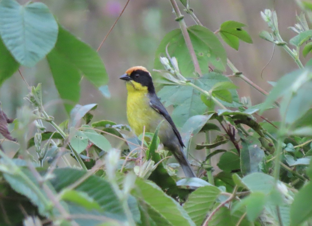 Yellow-breasted Brushfinch - ML634531722