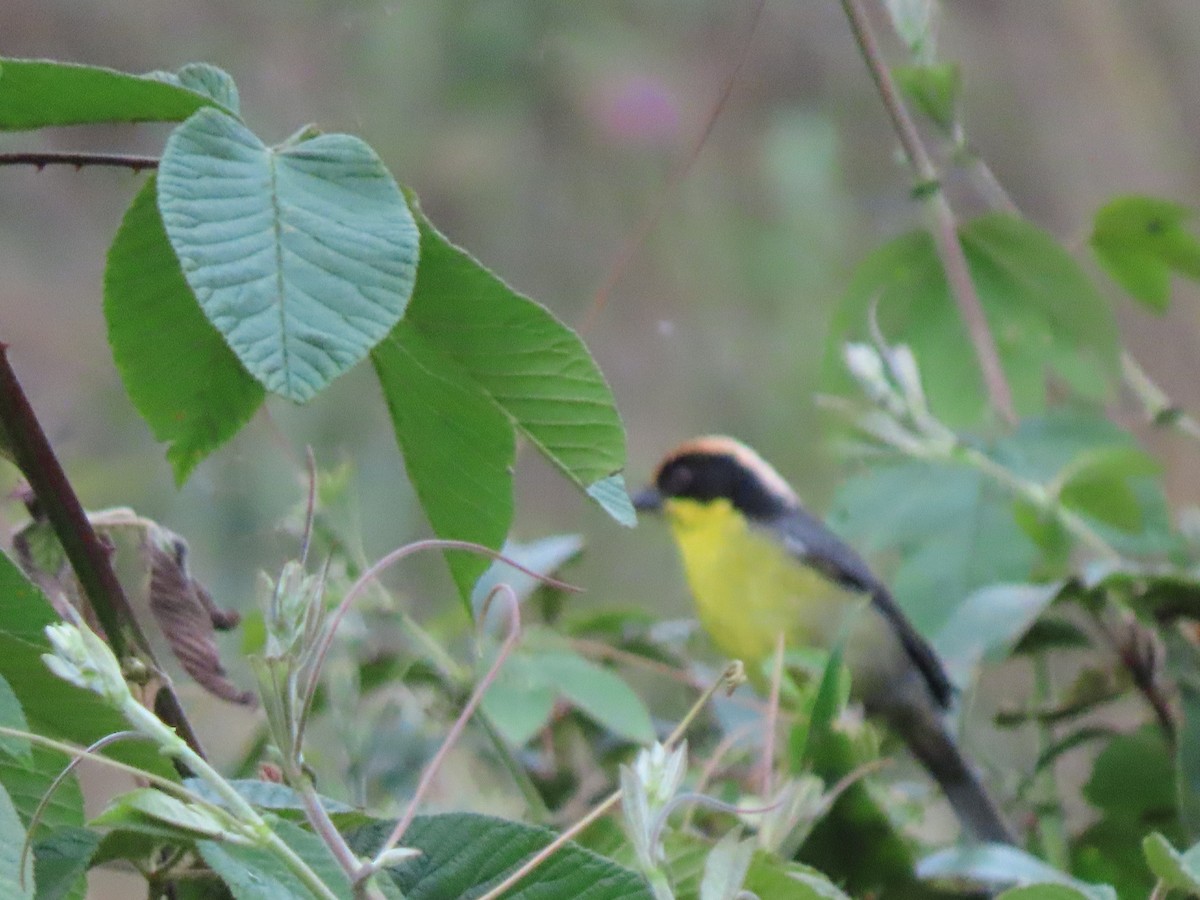 Yellow-breasted Brushfinch - ML634531775