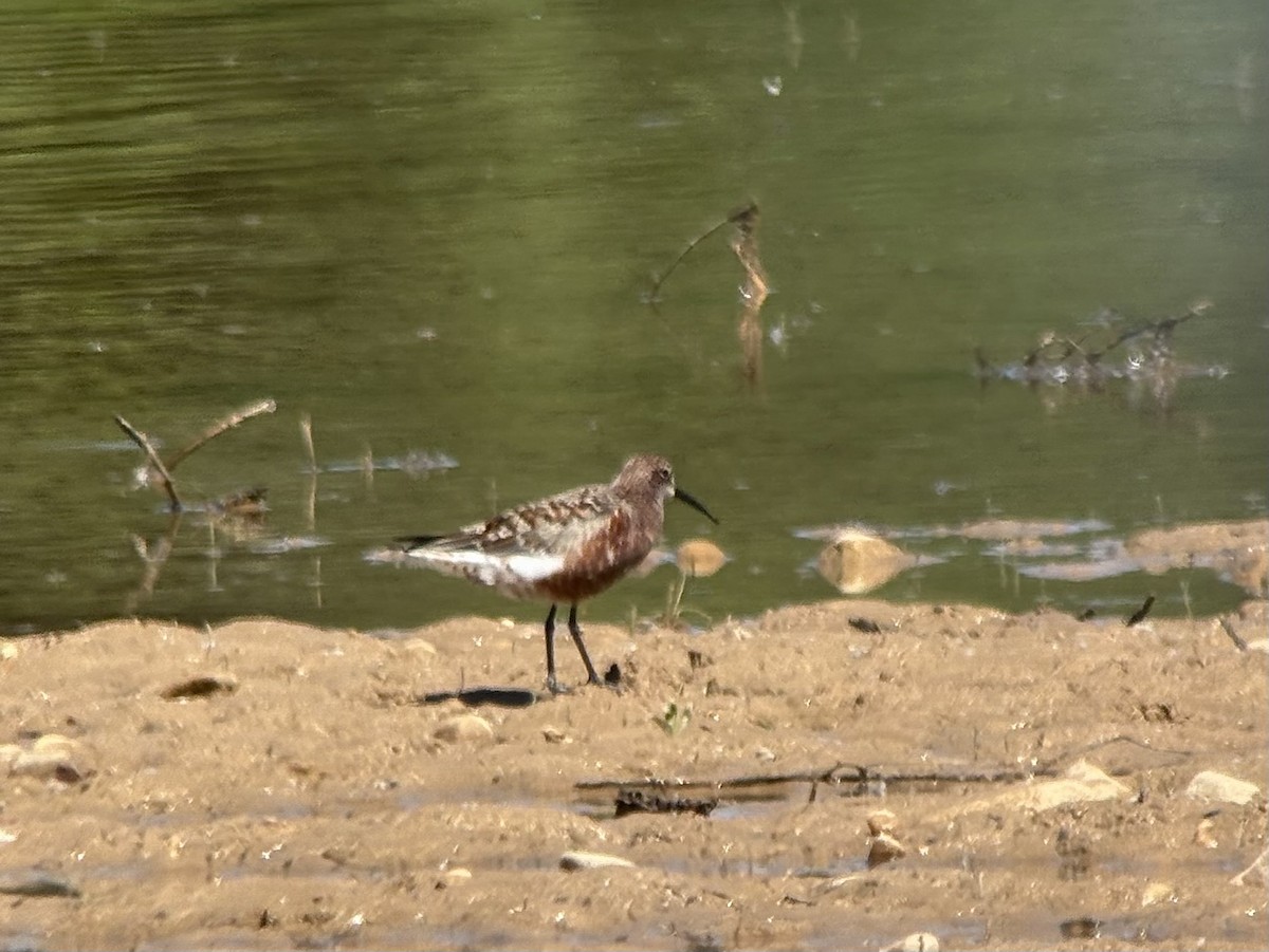 Curlew Sandpiper - ML634531843