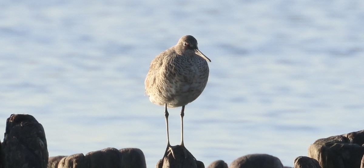 Willet - ML634531862