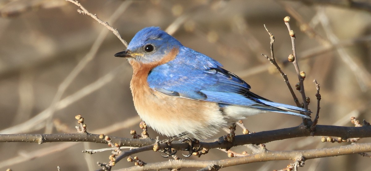 Eastern Bluebird - ML634531886
