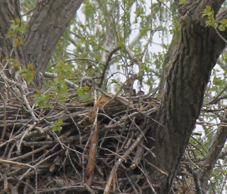 Bald Eagle - ML634531969