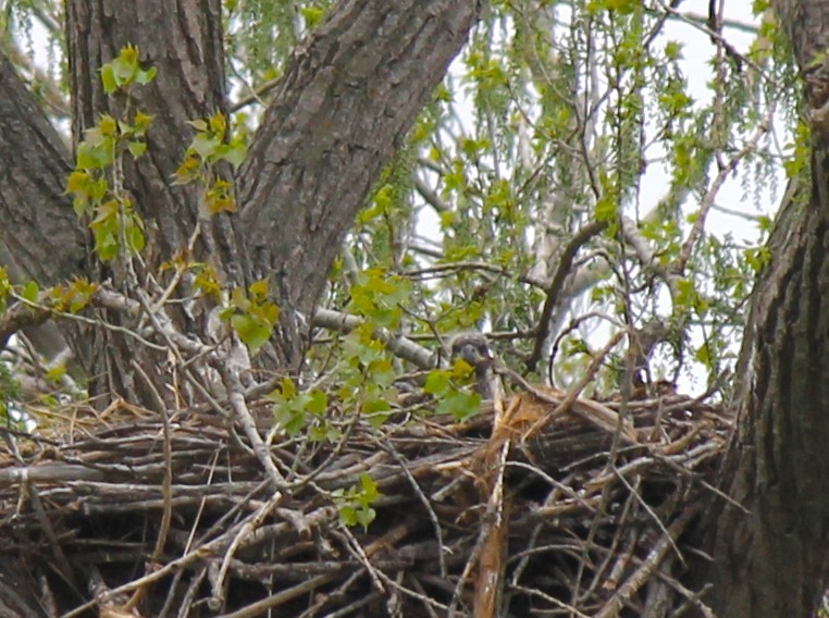 Bald Eagle - ML634531970