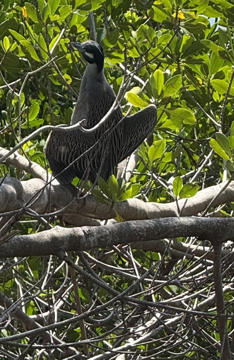Yellow-crowned Night Heron - ML634532075