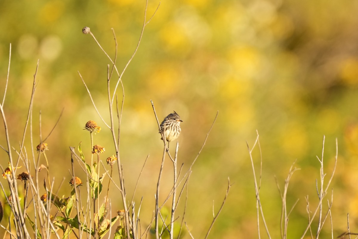Yellow-billed Tit-Tyrant - ML634532191
