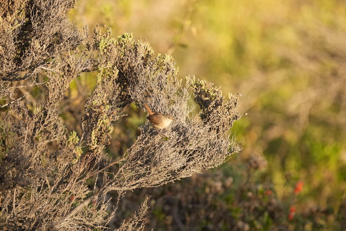 Southern House Wren - ML634532227
