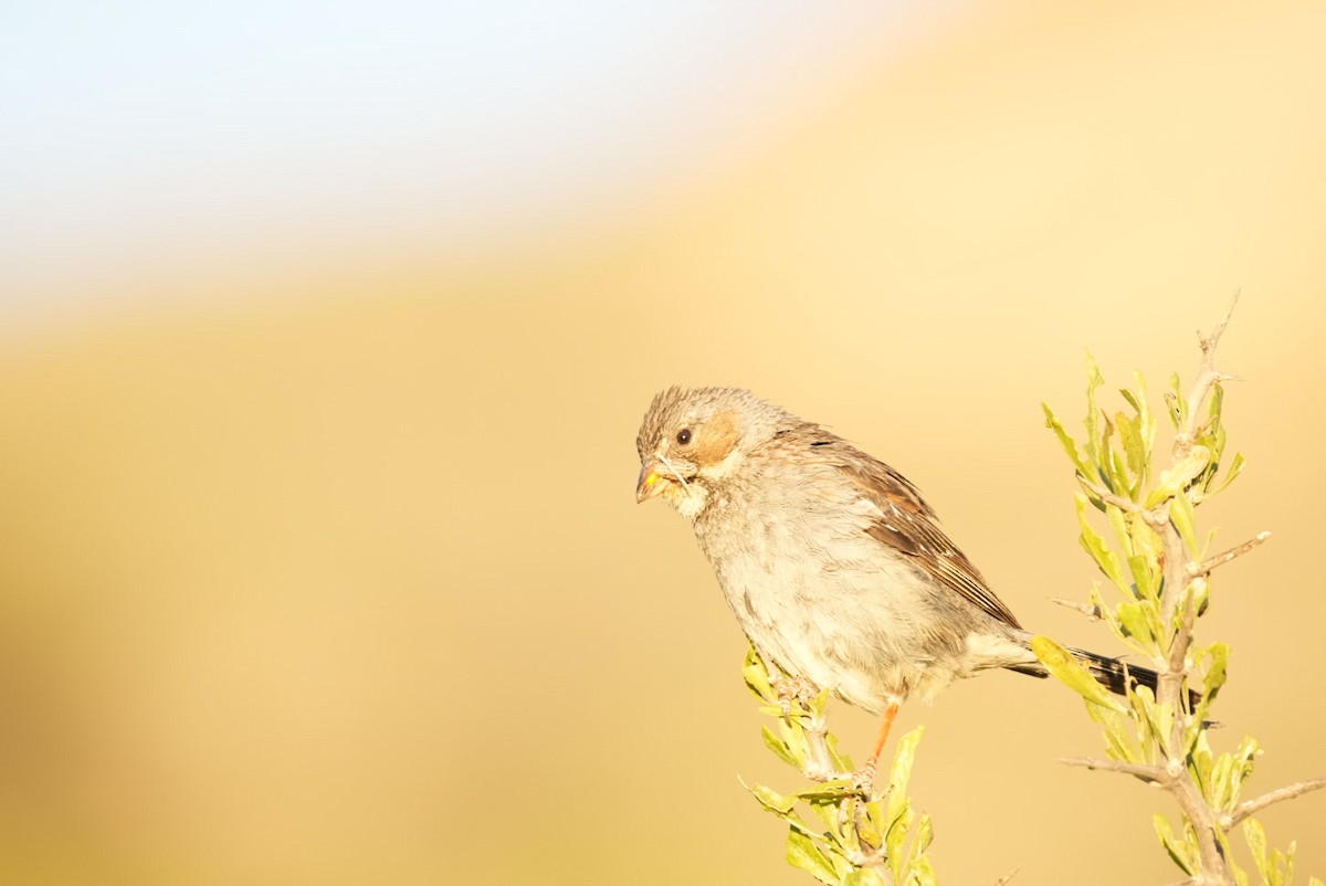 Mourning Sierra Finch - ML634532272