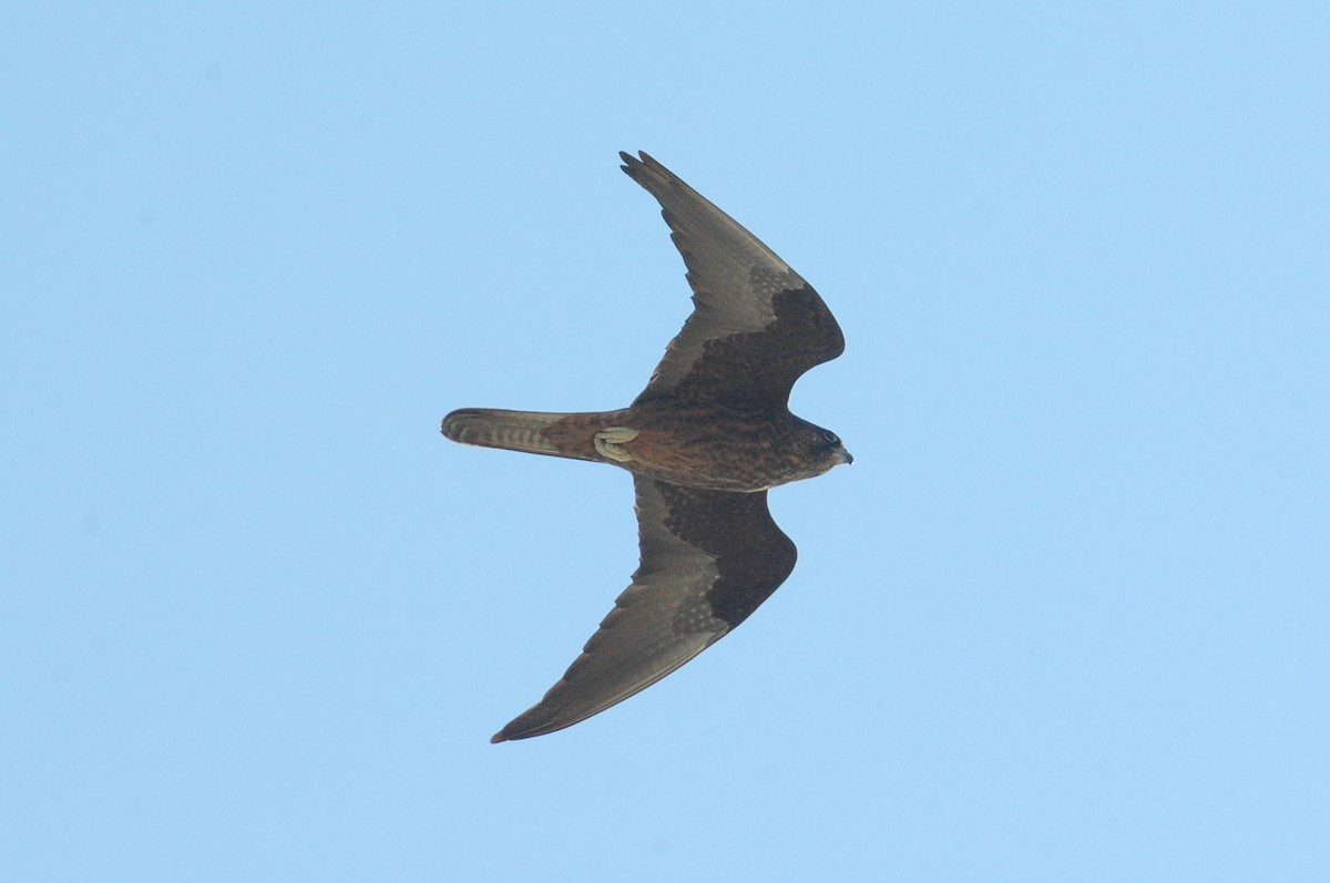 Eleonora's Falcon - ML634532297