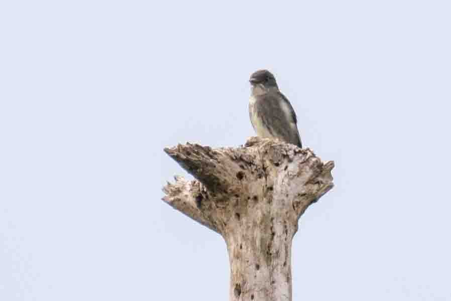 Olive-chested Flycatcher - ML634532314