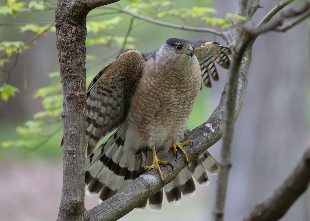 Cooper's Hawk - Gloria Schoenholtz