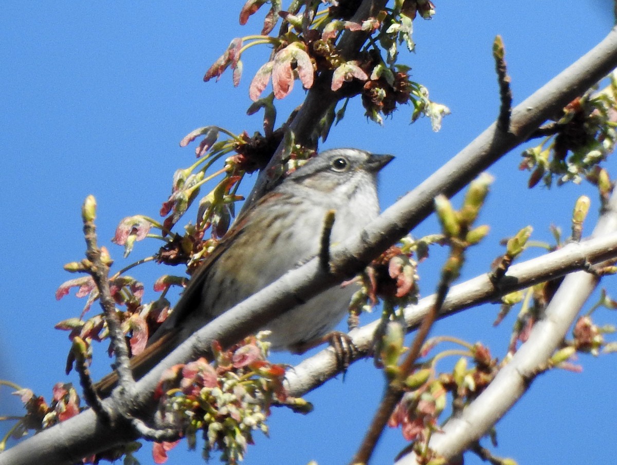 Swamp Sparrow - ML634532496