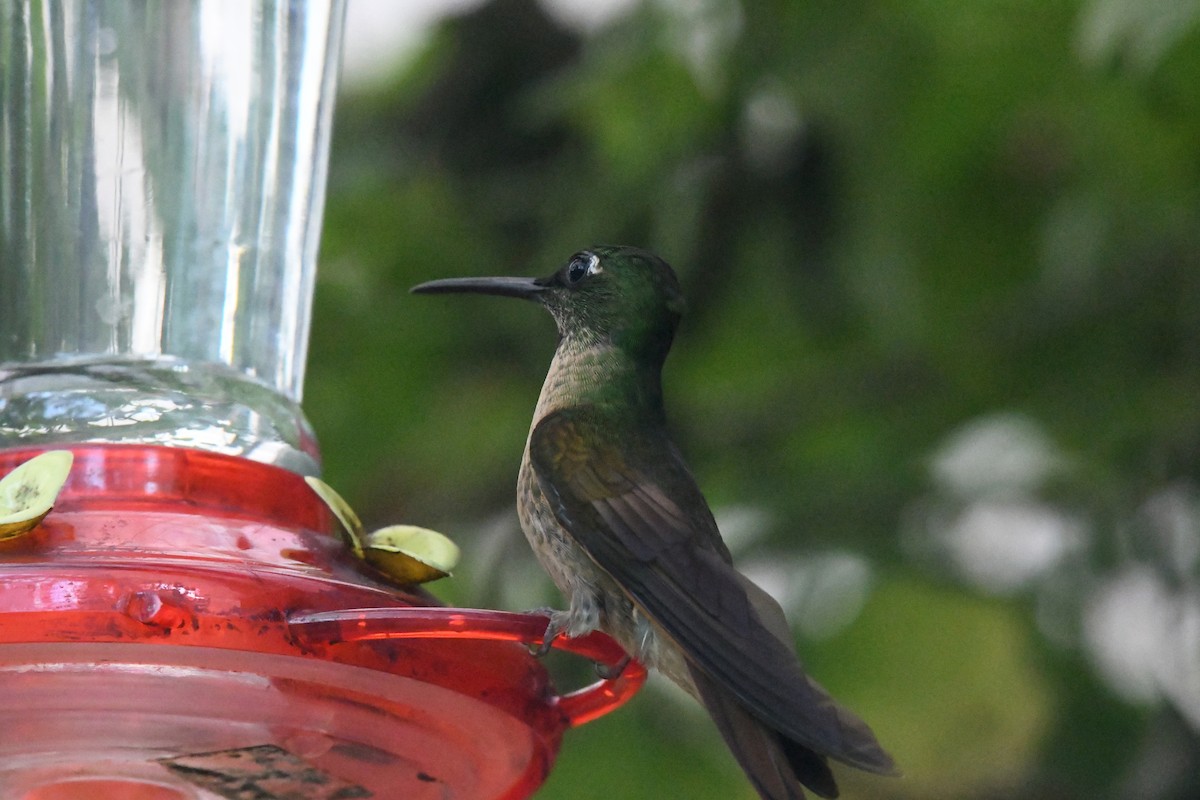 Fawn-breasted Brilliant - ML634532524