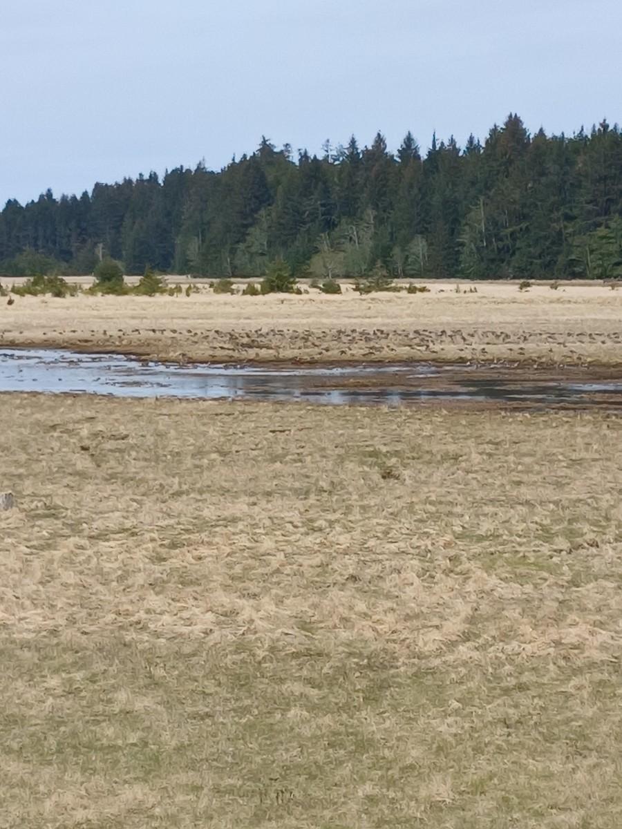 Greater White-fronted Goose - ML634532564