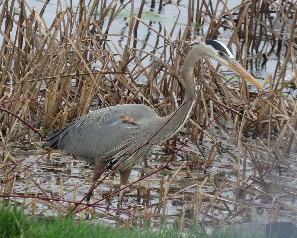 Great Blue Heron - ML634532654