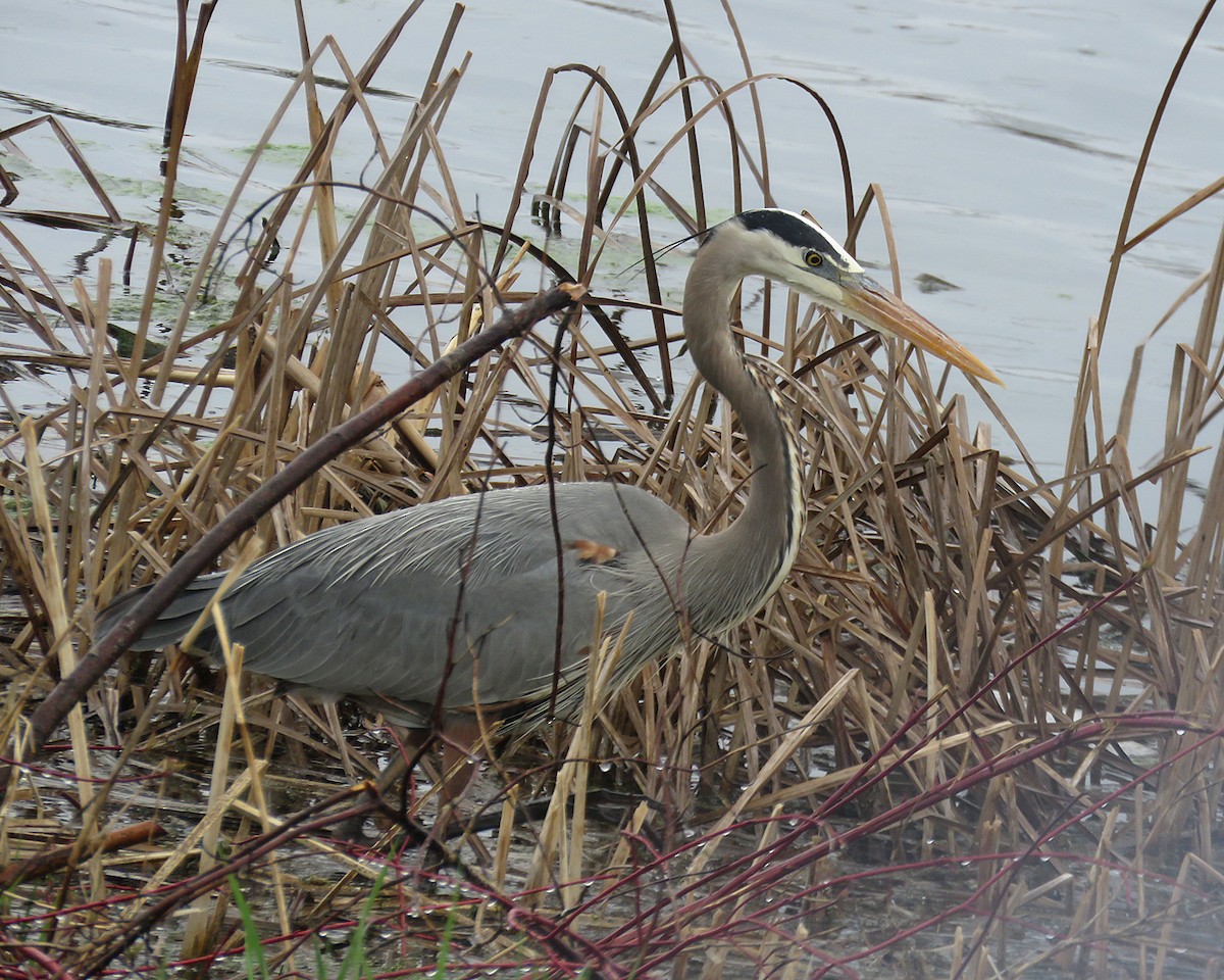 Great Blue Heron - ML634532655