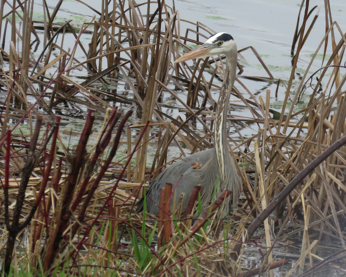 Great Blue Heron - ML634532657