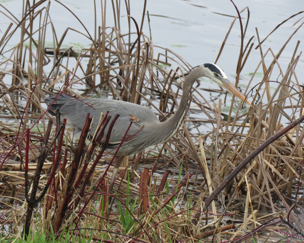 Great Blue Heron - ML634532658