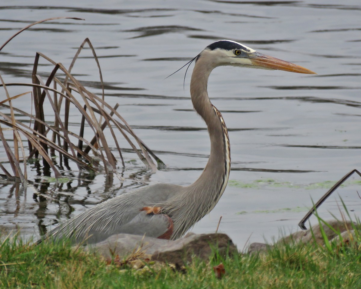 Great Blue Heron - ML634532675
