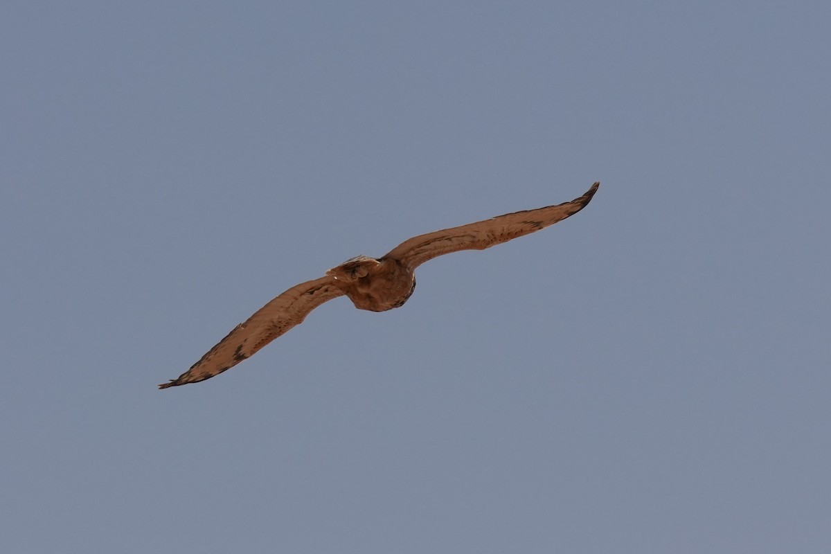 Firavun Puhusu - ML634532710