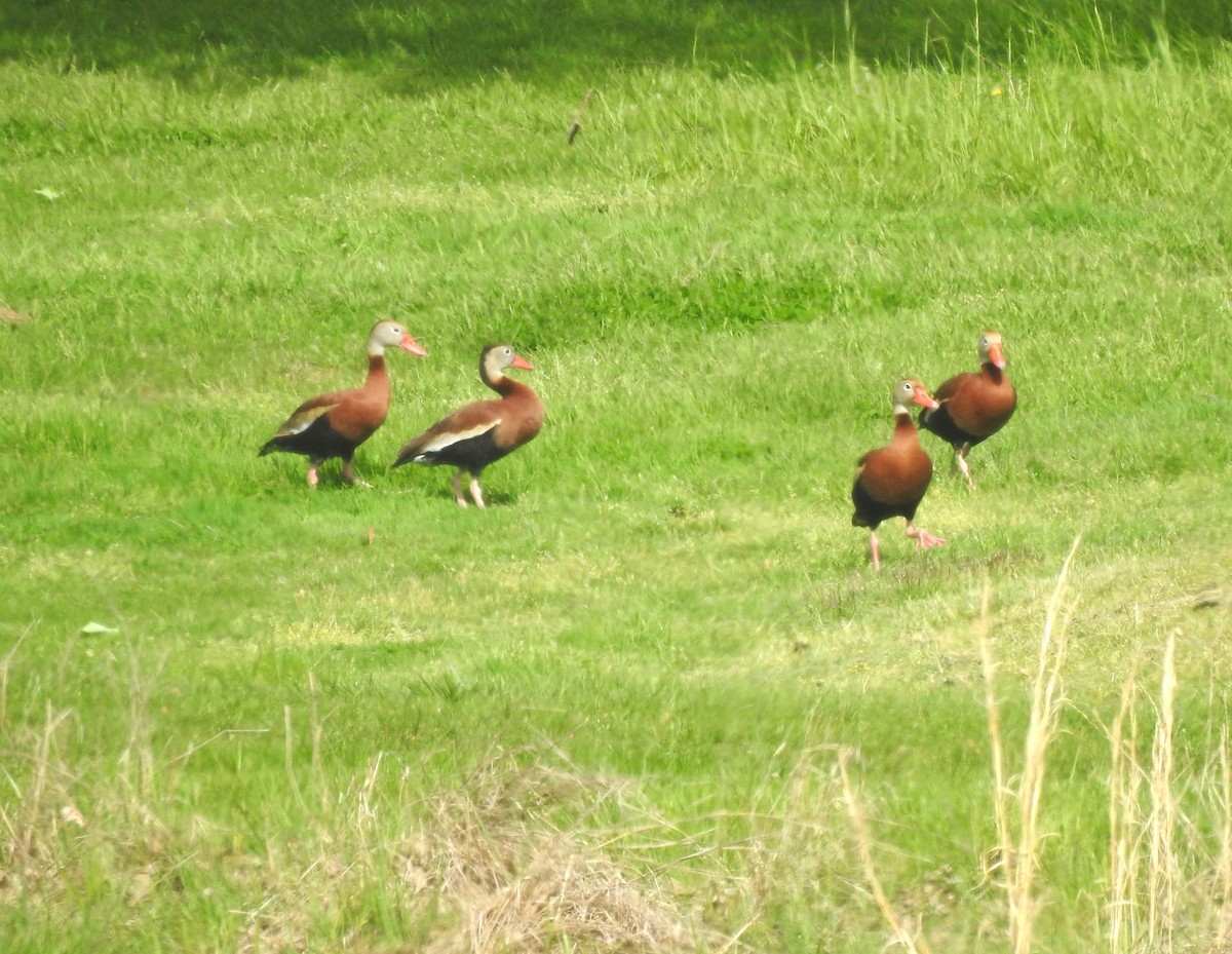 Black-bellied Whistling-Duck - ML634532749