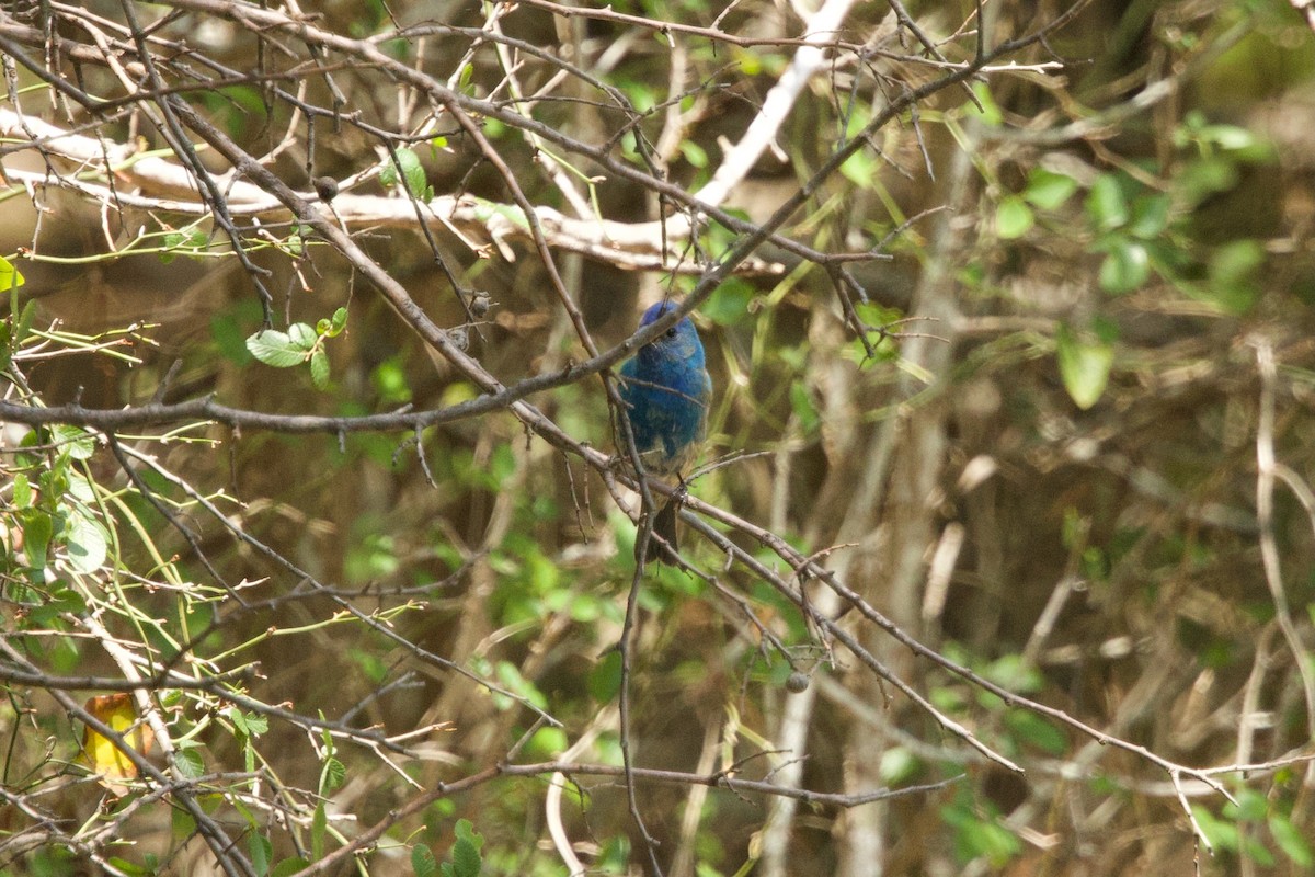 Indigo Bunting - ML634532886