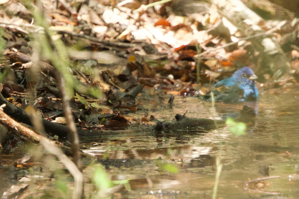 Indigo Bunting - ML634532895