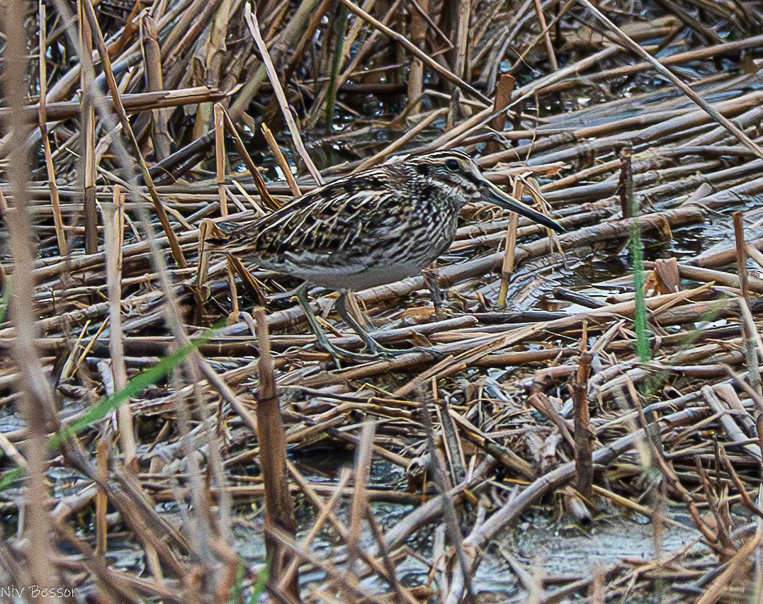 Jack Snipe - ML634532963