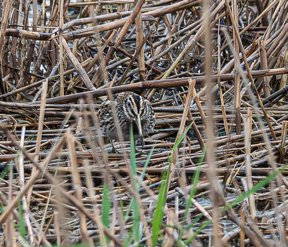 Jack Snipe - ML634532964