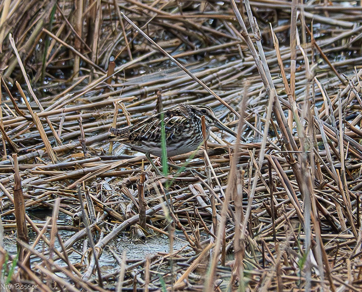 Jack Snipe - ML634532965