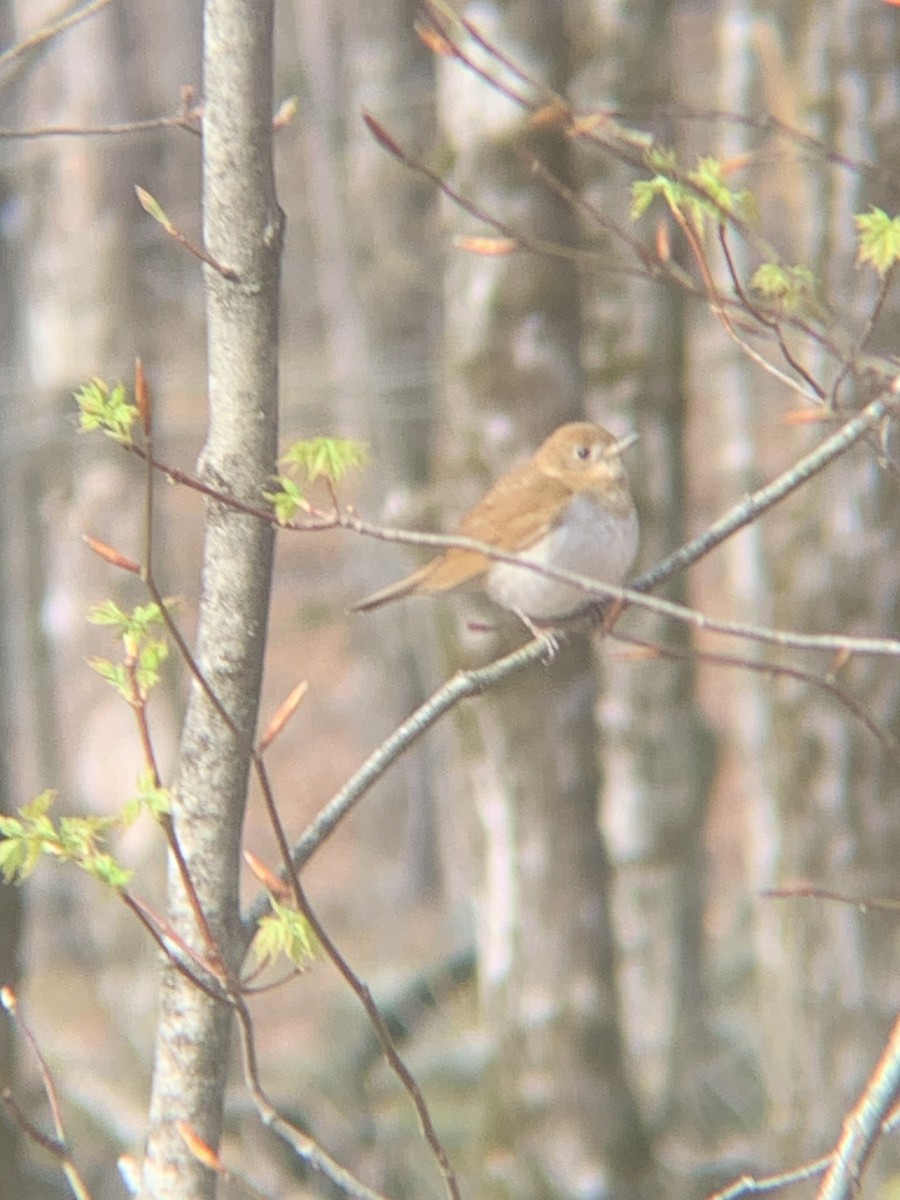 Veery - ML634532975
