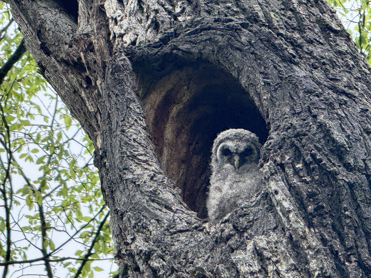 Barred Owl - ML634532999