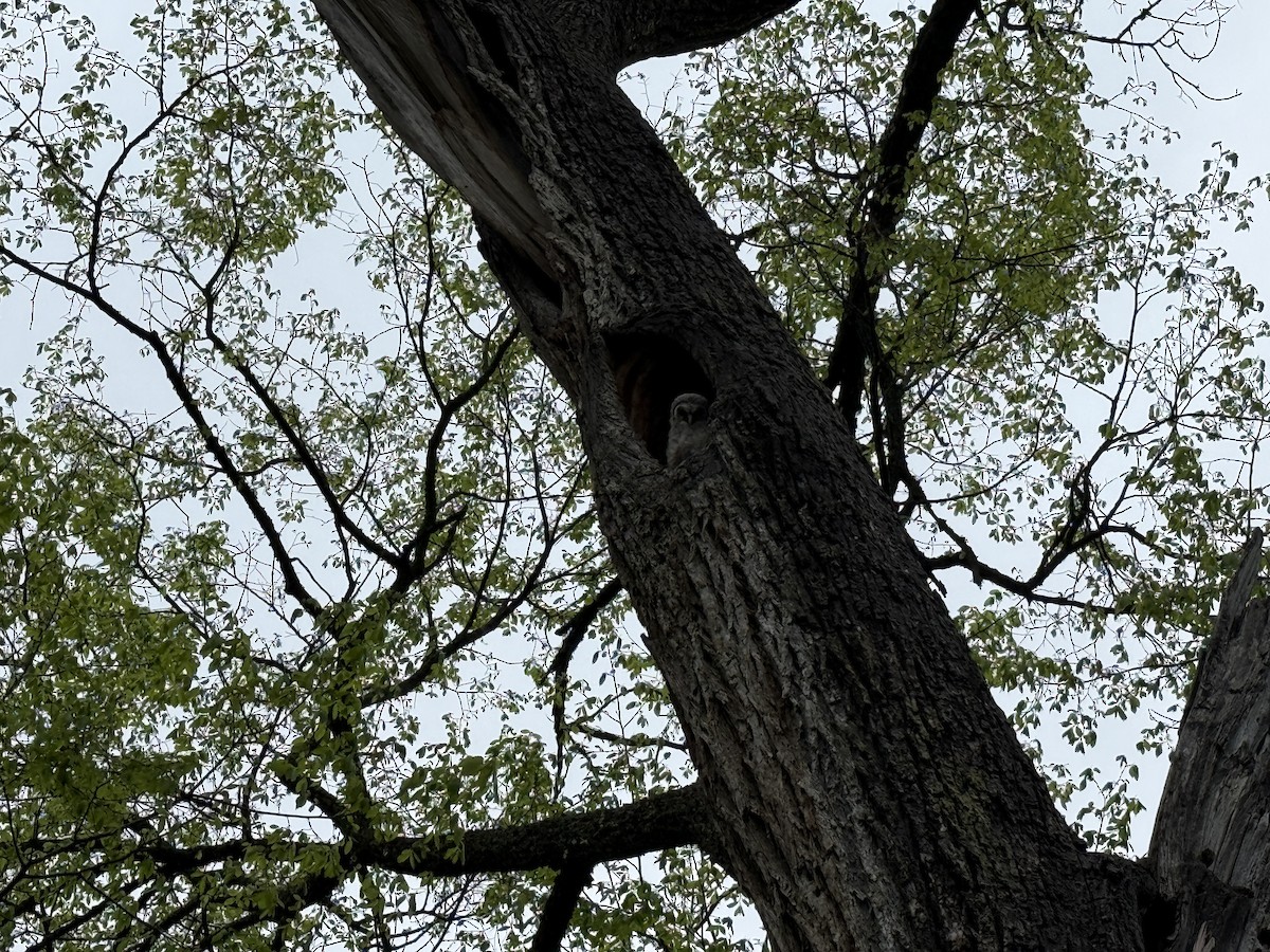 Barred Owl - ML634533000