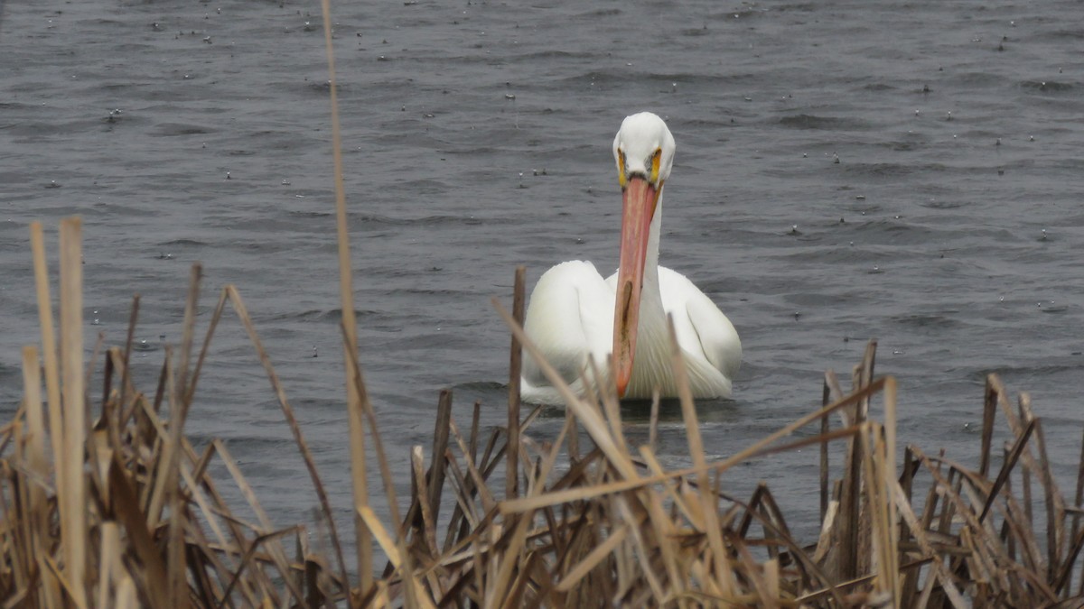 American White Pelican - ML634533104