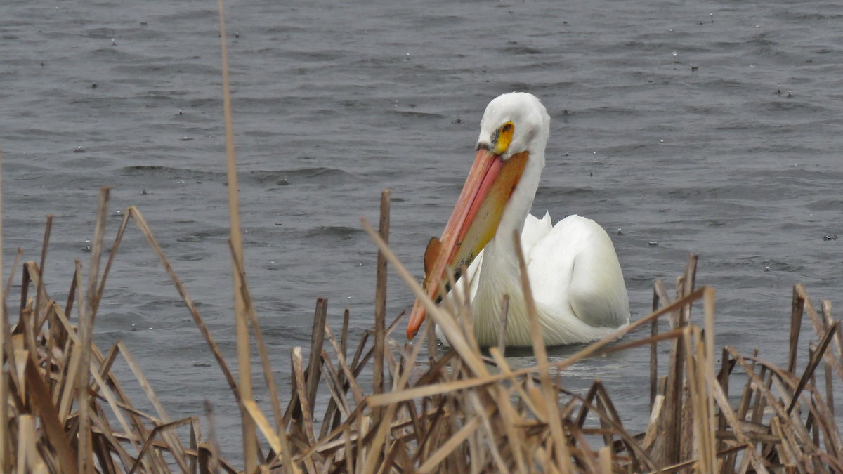 American White Pelican - ML634533105