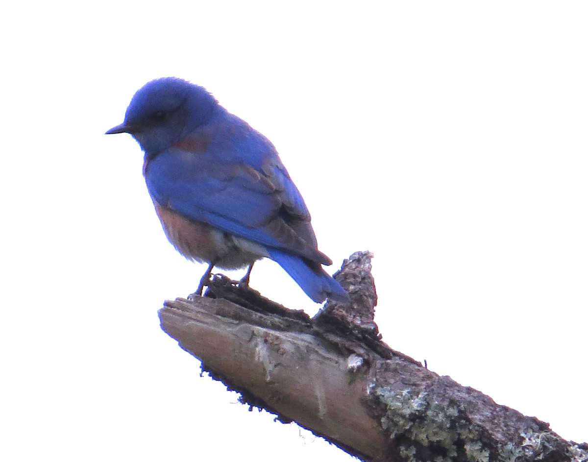 Western Bluebird - ML634533166