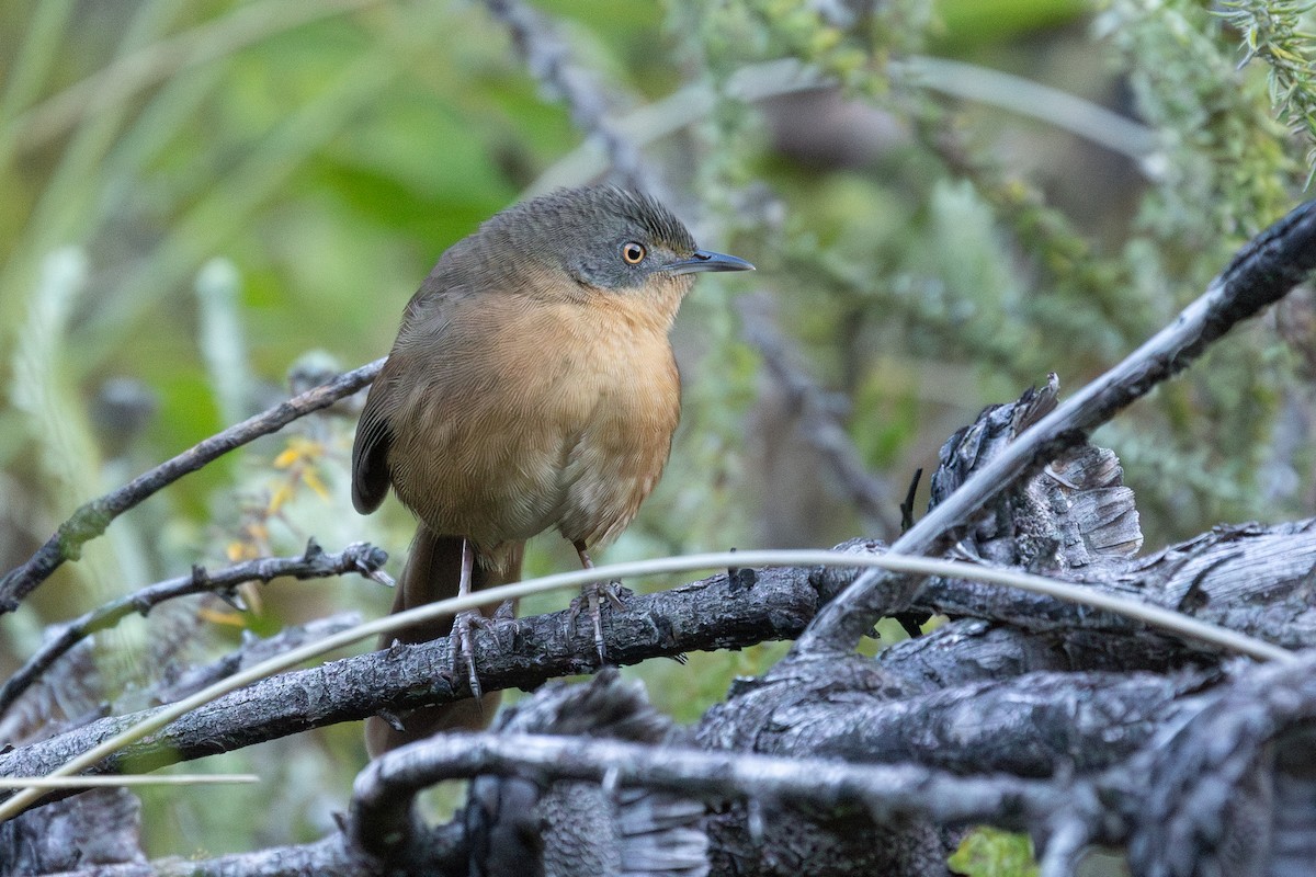 Victorin's Warbler - ML634533230