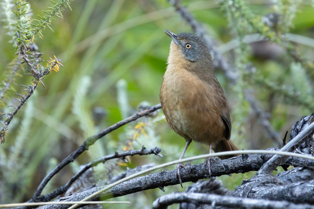 Victorin's Warbler - ML634533231