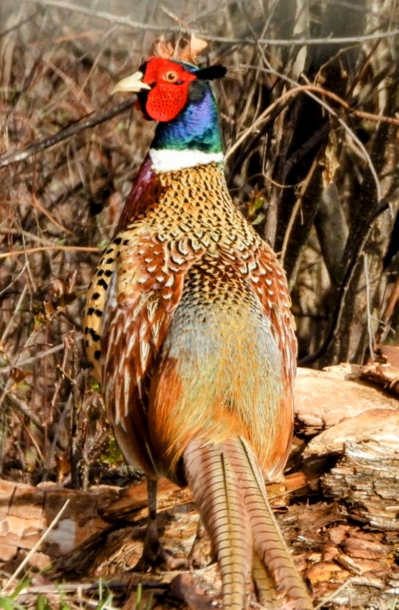 Ring-necked Pheasant - ML634533355