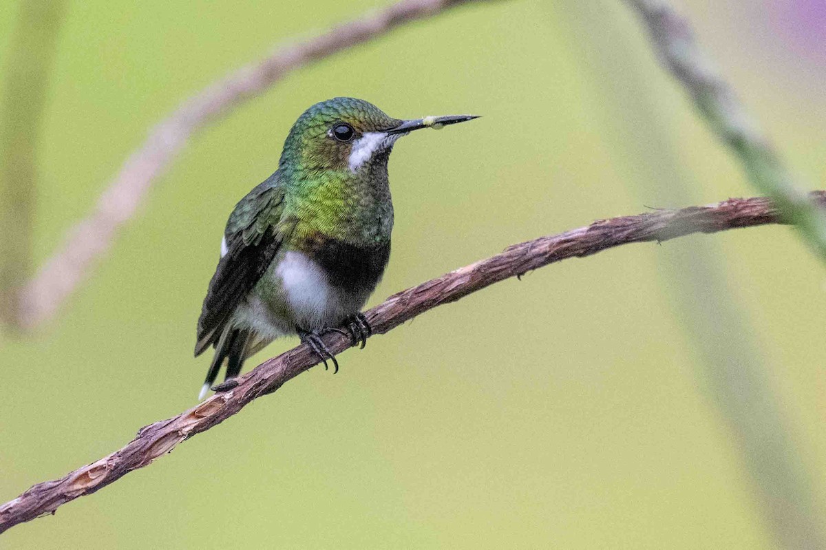 Black-bellied Thorntail - ML634533406